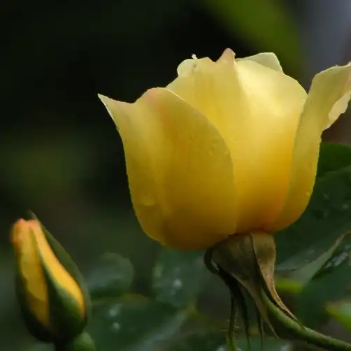 Rosa Golden Wings - galben - trandafir sălbatic